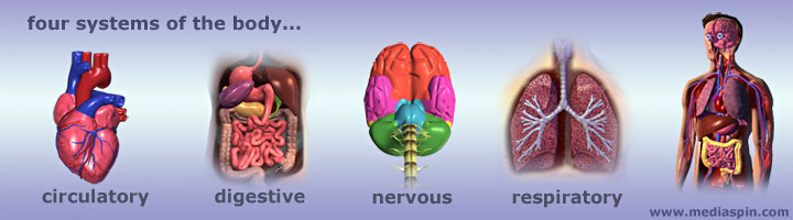 Four Systems of the Body