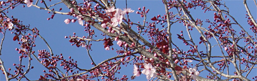 Cherry Blossoms