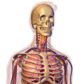 Anatomical 3-D rendering