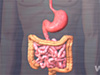 Digestive Track